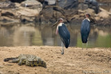 Coccodrillo e Marab