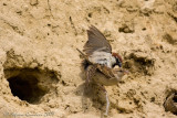 Passera d'Italia (Italian sparrow)