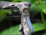 Orthetrum Coerulescens - Male