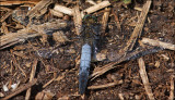 Orthetrum Cancellatum - Male