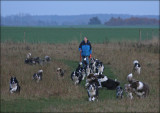 Border Collies