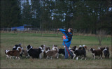 Border Collies