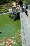 Ching-Jing Swiss Gardens - feeding fish