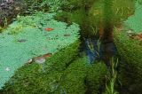 40 : Aquatic plants