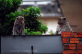 Monkey Tongue
