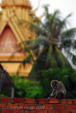 Monkey at Temple