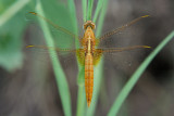 Dragonfly Gold 5426