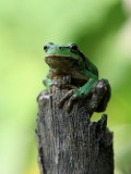 Frog 5524