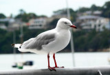 DYC seagull.jpg