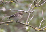 Svartvit Flugsnappare  European Pied Flycatcher  Ficedula hypoleuca  Sweden