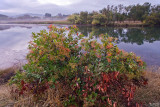 Autumn Along Lake Solano