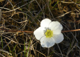 Drummonds Anemone