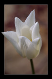 white tulip