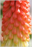 red hot poker