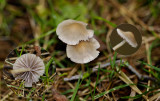 Prachtmycena - Mycena crocata