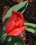 tulip0707.jpg