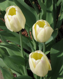 tulip0708.jpg