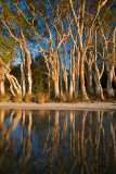 Paperbark Reflection