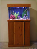 Fish Tank 3-9-07
