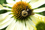 bee on flower 2
