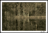 Lincoln County Pond--Early Morning