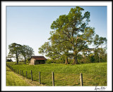 Early Morning Mighty Oaks and Barn