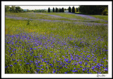 Field of Blue (cornflowers)