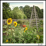 Sunflowers and Bean Tower--early morn