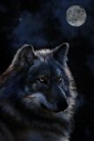 Timberwolf - Moon