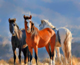 Wild Horses of NM