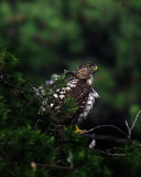 Juvenile Sharp Shinned Hawk