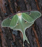 Luna Moth