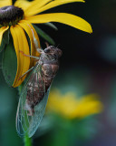Cicada on Black Eyed Susan