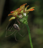 Daddy Long Legs Spider