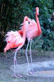 Flamingos 1, South Carolina USA
