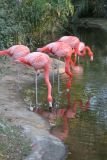 Flamingos 6, South Carolina USA