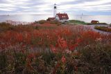 DSC07625.jpg sumac reds and portland light.. see my new favorite image! at