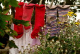 22DSC04287.jpg IRISH LAUNDRY HANGING BY THE SEASIDE and FIELDS OF SHEEP