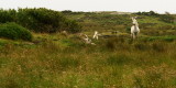 DSC02299letterbox.jpg FRIENDS the horse just appeared and then was gone