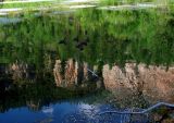 Ducks on a Pond