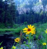 Rim Rock Sunflower