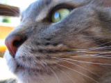 Eddie