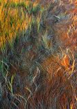 _MG_8417 Cape Cod Marsh Grass