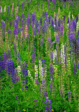 Lupine Days in New Hampshire