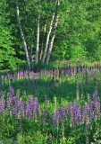 _MG_0225 Lupine & Birch (Please pick a favorite from this gallery)