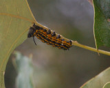 Oakworm caterpillar