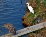 Immature Black-Crowned Night-heron  and Snowy Egret