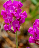 purple locoweed (Oxytropis lambertii)