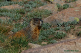 Yellow-bellied Marmot (Marmota flaviventris)