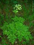 Osha (Ligusticum porteri)